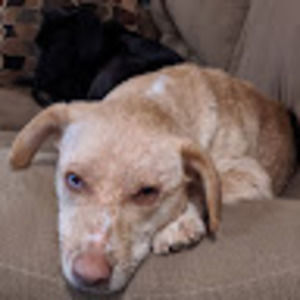 Meet your Posher, Will